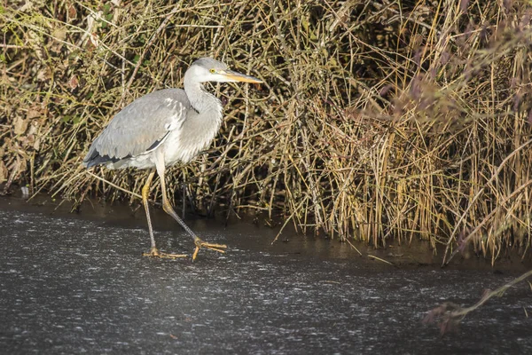 Héron Gris Recherche Nourriture Dans Beeder Break — Photo