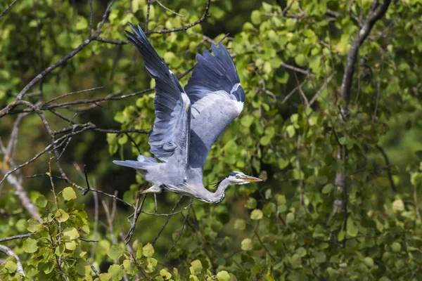 Una Garza Gris Busca Comida Rotura Del Beeder —  Fotos de Stock