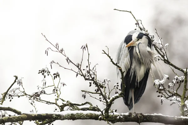 Gray Heron Search Food Beeder Break — Stock Photo, Image