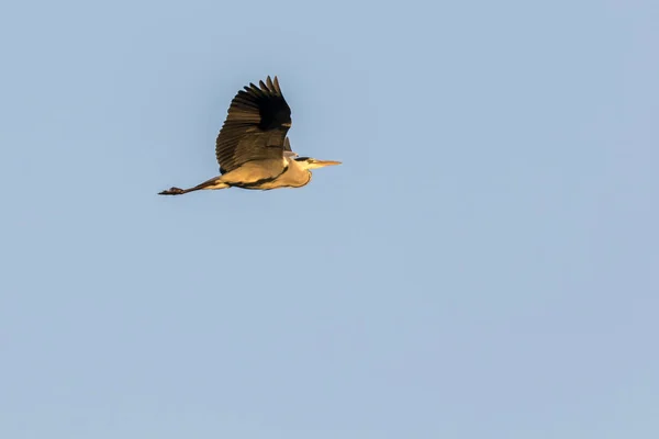 Una Garza Gris Busca Comida Rotura Del Beeder — Foto de Stock