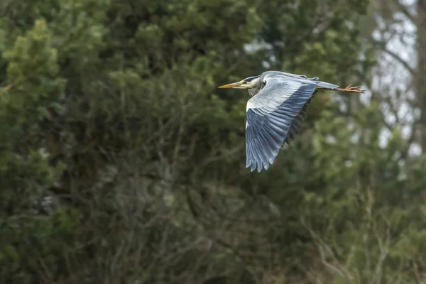 Una Garza Gris Busca Comida Rotura Del Beeder — Foto de Stock