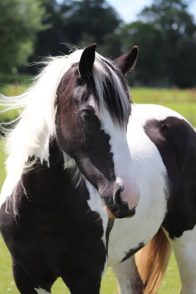 Cheval Noir Dans Champ — Photo