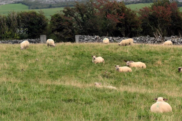 Paisagem Irlanda — Fotografia de Stock