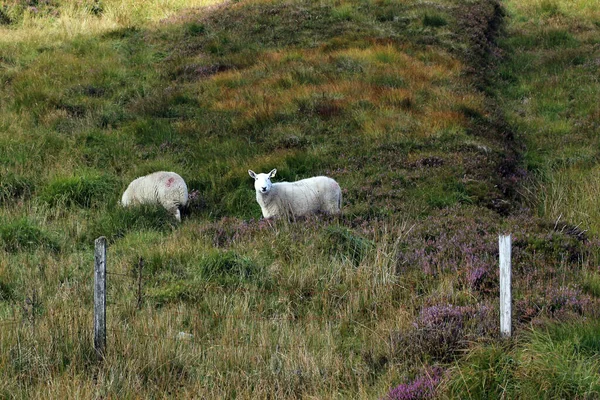 Paesaggio Irlanda — Foto Stock