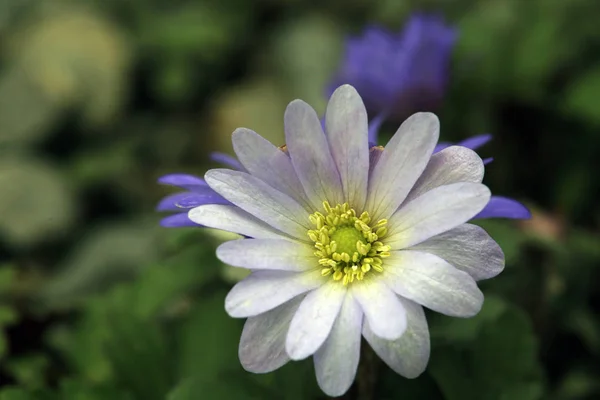 Egy Virágos Balkáni Szélsziget Vagy Sugárzó Anemone Blanda — Stock Fotó