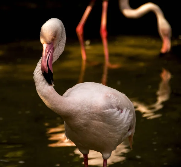 Flamingo Uma Perna Lagoa Sol Noite — Fotografia de Stock