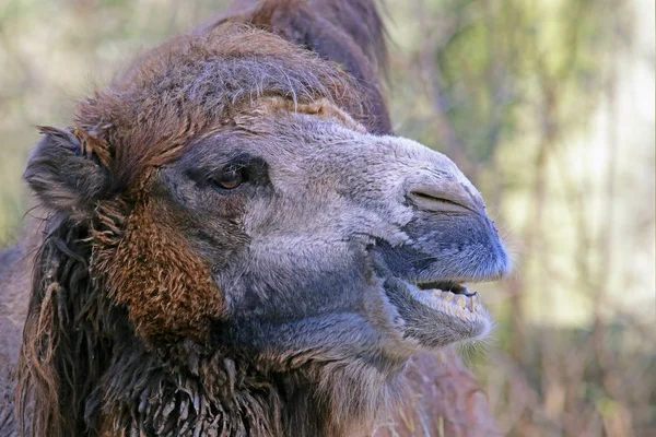 Cabeça Estudo Camelo Camelo Ferus — Fotografia de Stock