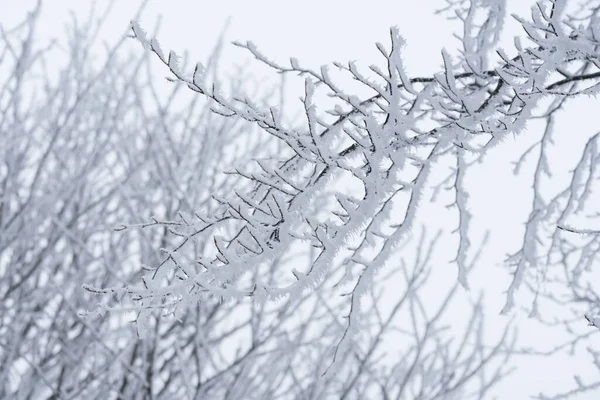 Ijskoud Winterlandschap Met Rietvorst Mist — Stockfoto