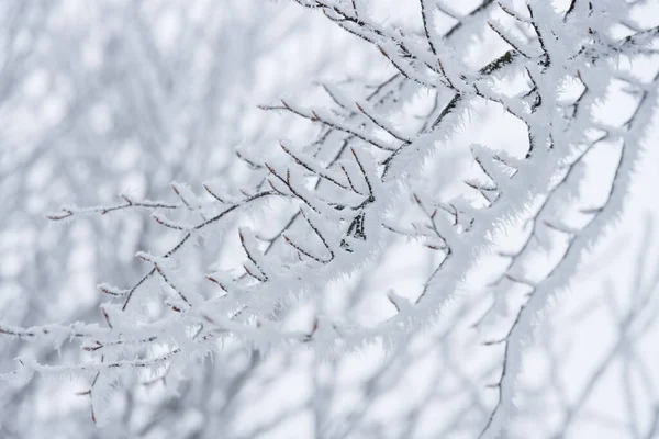 Frostigt Kallt Vinterlandskap Med Rimfrost Och Dimma — Stockfoto