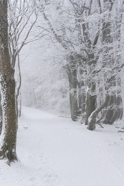 Paisagem Floresta Nevada Inverno Madeira Com Árvores — Fotografia de Stock