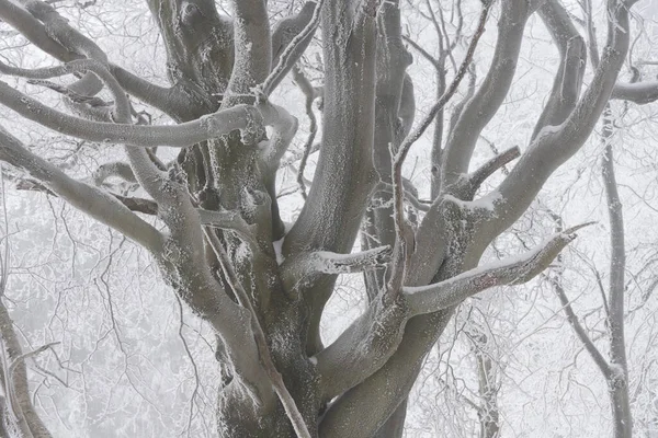 Snøskogslandskap Vinter Skog Med Trær – stockfoto