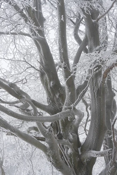 雪の森の風景 木と冬 — ストック写真