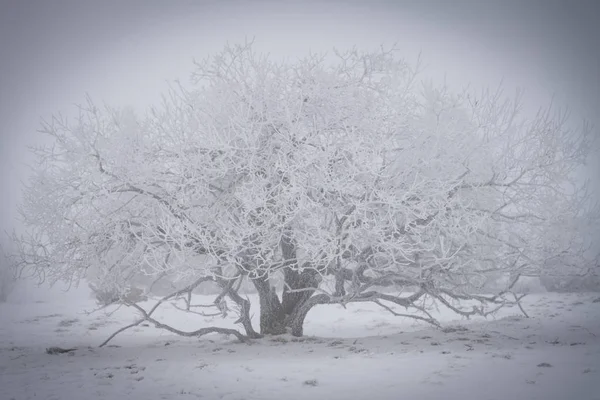 Árvore Única Nevoeiro Inverno Tempo Coberto Com Rime — Fotografia de Stock