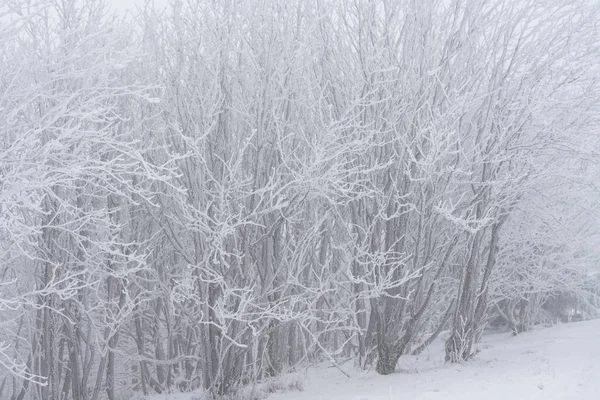 Stiflenmiş Sisli Dondurucu Soğuk Kış Manzarası — Stok fotoğraf