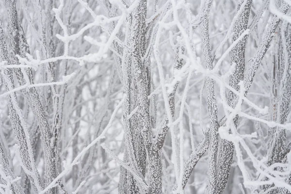 Frostig Kalte Winterlandschaft Mit Raureif Und Nebel — Stockfoto
