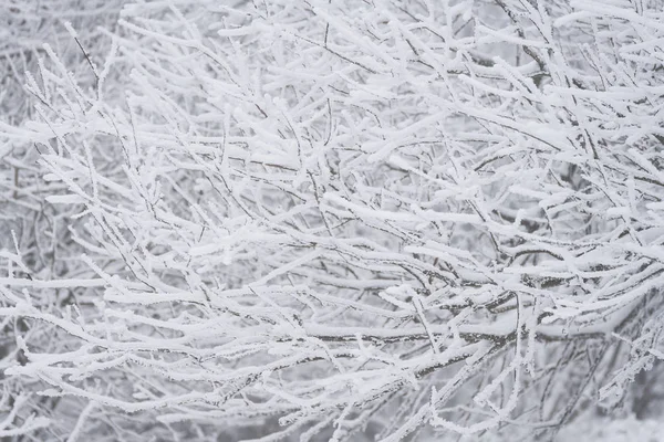 Paisagem Fria Gelada Inverno Com Hoarfrost Nevoeiro — Fotografia de Stock