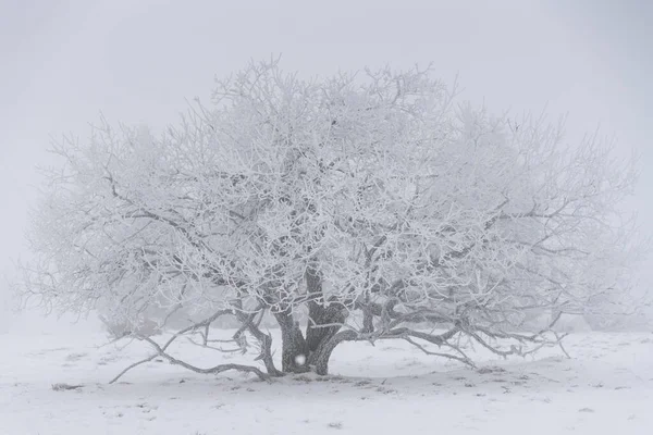Albero Singolo Nebbia Clima Invernale Coperto Rime — Foto Stock