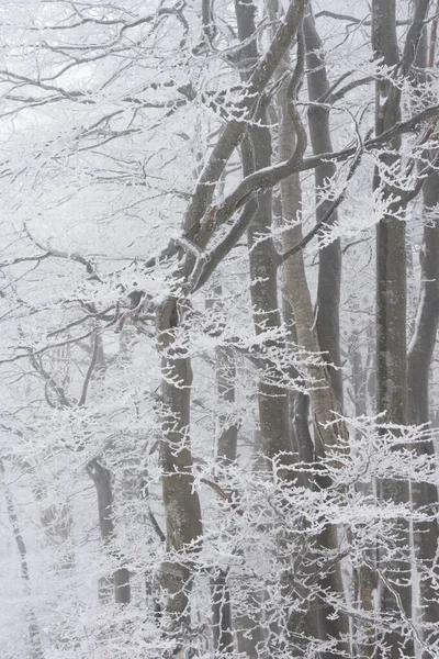 雪の森の風景 木と冬 — ストック写真