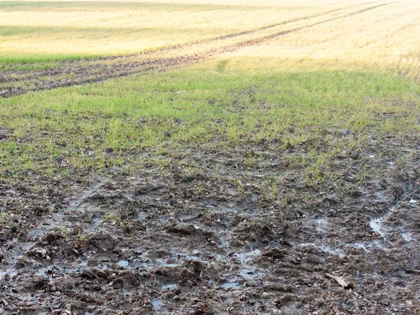 密闭的泥泞潮湿的林地农田早春自然质感草木 — 图库照片