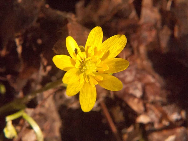 Close Yellow Growing Spring Pretty Flower Floor Ranunculus Ficaria Lesser — стоковое фото