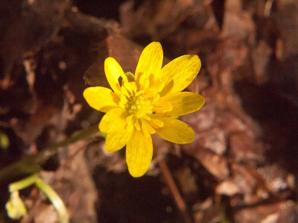 Close Yellow Growing Spring Pretty Flower Floor Ranunculus Ficaria Lesser — Stock Photo, Image