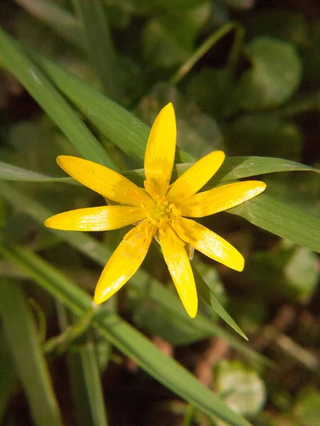 Närbild Gula Växande Våren Vacker Blomma Golv Ranunculus Ficaria Lesser — Stockfoto