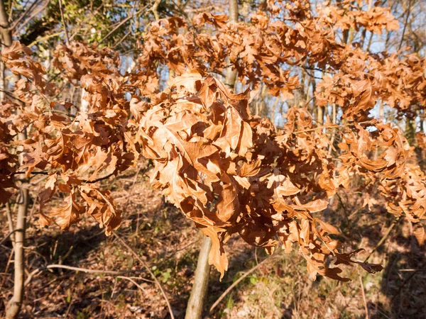 Marrón Hojas Muertas Cerrar Árbol Bosque Otoño — Foto de Stock