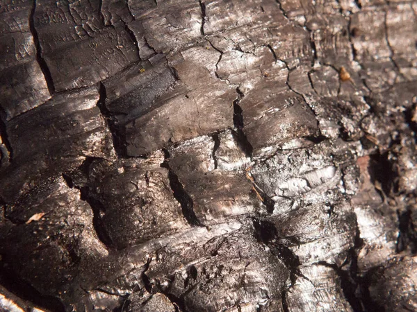 Close Textura Preta Árvore Queimada Toco Coto Floresta Carvão Brilhante — Fotografia de Stock