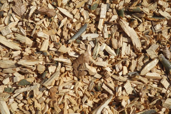 Wood Chips Made Beech Wood — Stock Photo, Image