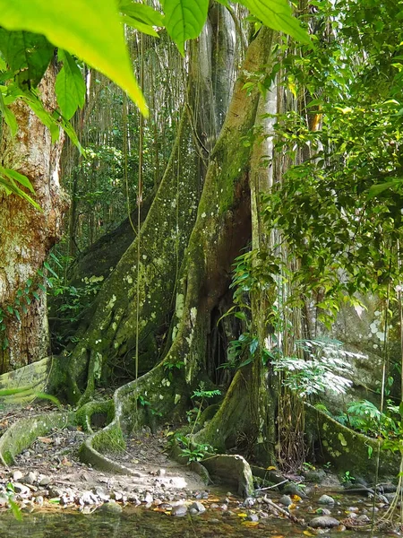 Caribe Selva Tropical Gatos Estáticos — Foto de Stock