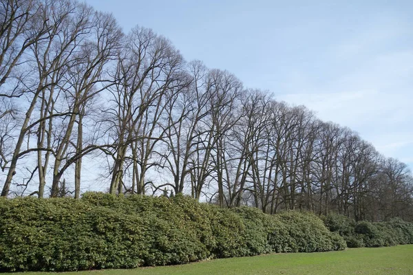 Alpské Růže Jelení Park Hamburk Nienstedten — Stock fotografie