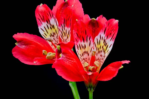 Alstroemeria Detailní Záběr Kvetoucí Alstroemerii Černým Pozadím — Stock fotografie