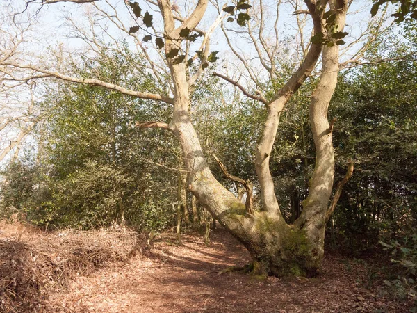 Dentro Floresta Outono Primavera Folhagem Morta Floresta Floresta Natureza Paisagem — Fotografia de Stock