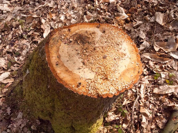 Yeni Kesilmiş Ağaç Gövdesi Orman Zemininde Ameliyat Olmuş — Stok fotoğraf