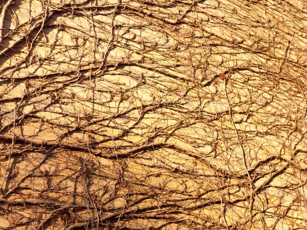 Textura Slunečním Svitu Stromů Révy Stěně Boční Cihly Dům Pozadí — Stock fotografie