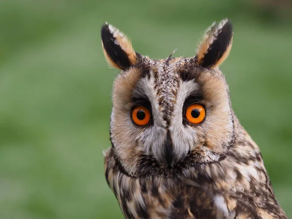 Long Eared Owl Portrait — Stock Photo, Image