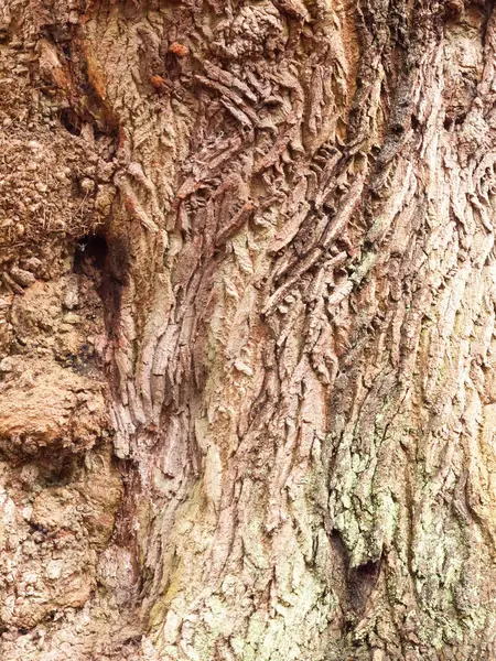 Kabuk Meşesi Ağacının Damar Dokusunu Kapat — Stok fotoğraf