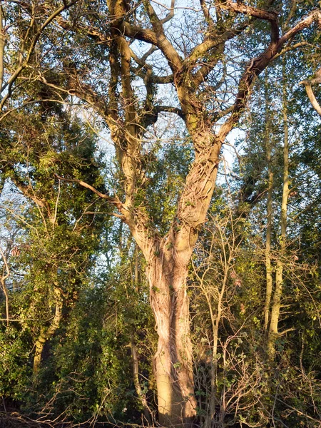 Kleine Holzkiste Draußen Der Natur Wald Holz Spezial — Stockfoto
