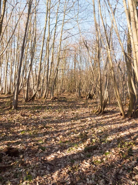 Ağaçların Içinde Çıplak Gövdeler Uzun Orman Ormanları — Stok fotoğraf