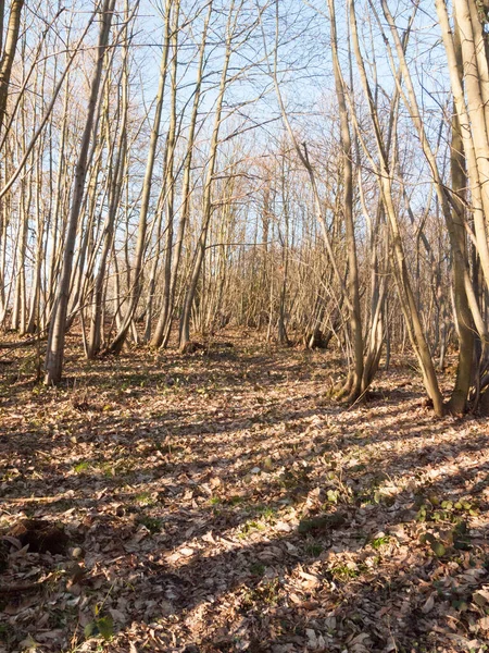 Legno Interno Con Molti Tronchi Albero Nudi Bosco Alto Bosco — Foto Stock