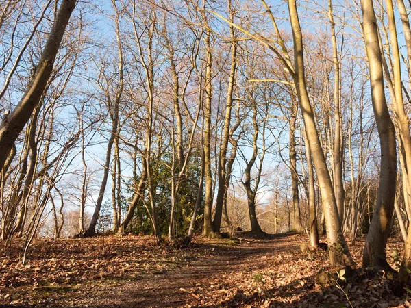 Intérieur Bois Avec Nombreux Troncs Nus Forêt Haute Forêt — Photo