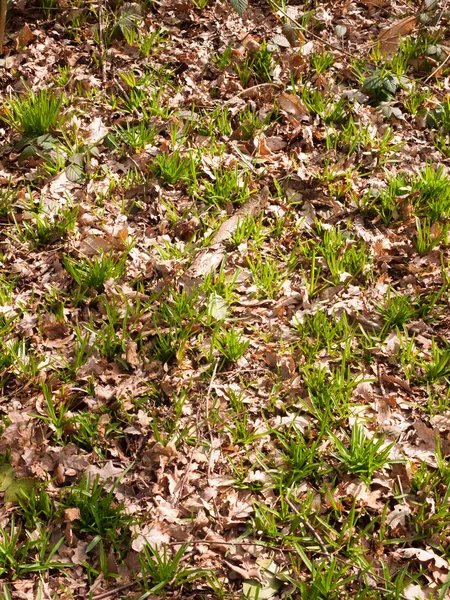 Primavera Bosque Suelo Creciendo Nuevos Brotes Verde Paisaje Textura — Foto de Stock