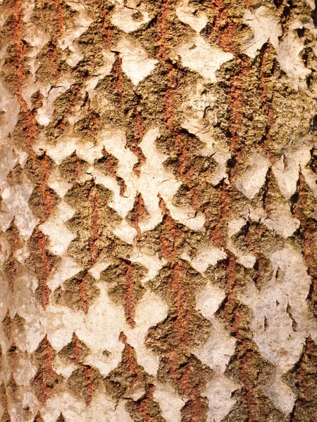 Close Aspen Dividir Árvore Tronco Casca Textura — Fotografia de Stock