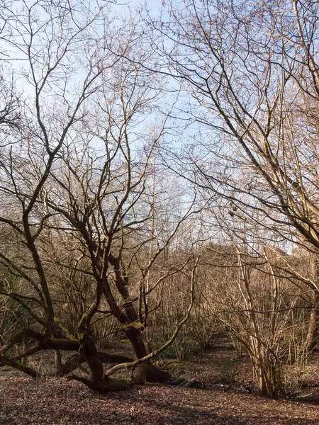 Kahle Bäume Wald Frühling Zeit Hoch — Stockfoto