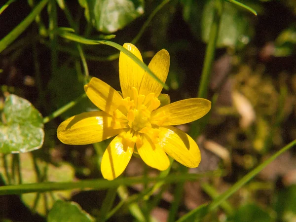 Zbliżenie Żółty Rośnie Wiosna Ładny Kwiat Podłoga Zielona Trawa Ranunculus — Zdjęcie stockowe