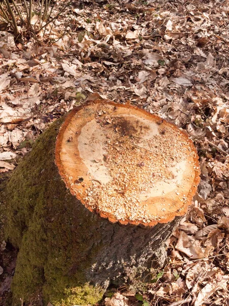 Nově Řezaného Stromu Kmene Pařezu Lesní Podlaha Chirurgie — Stock fotografie