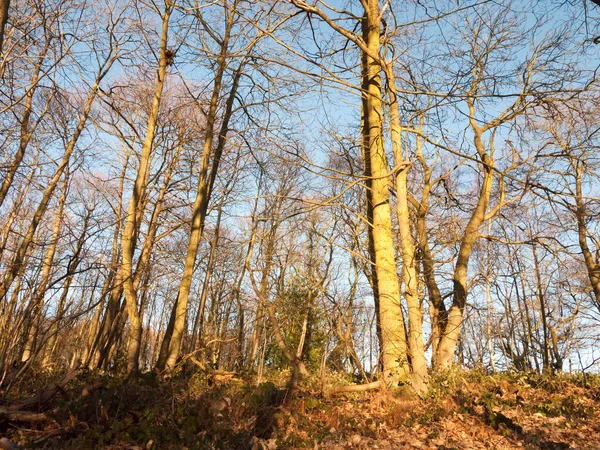 Innen Holz Mit Vielen Baumstämmen Kahl Hohen Wald Wald — Stockfoto