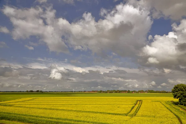 Stupro Estivo Sotto Cielo Nuvoloso — Foto Stock