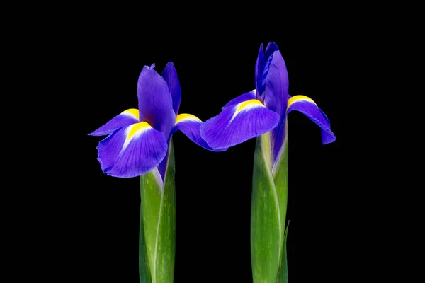 Iris Bloeiende Blauwe Iris Met Zwarte Achtergrond — Stockfoto