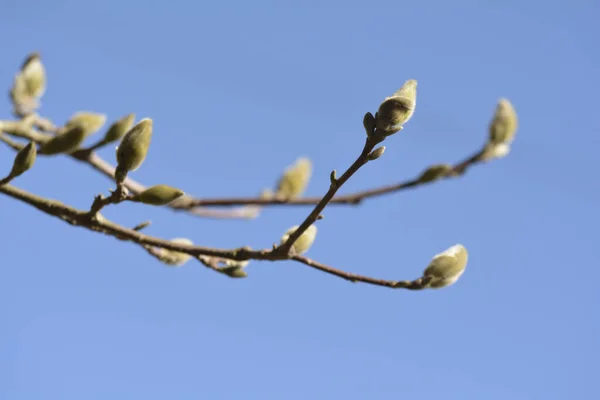 Vår Magnolia Blomma Blomma Kronblad — Stockfoto